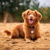 dog on the beach