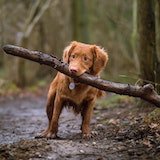 dog holding stick